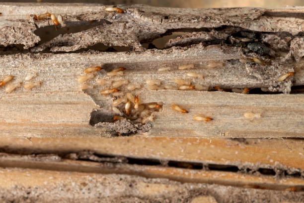 Best Pest Removal Services  in Richmond, MI